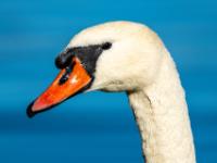 Höckerschwan Portrait